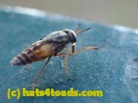 /home//u458753944/public_html/sourcegallery////////////Insects and small critters/flies (Diptera)/P7251256.JPG